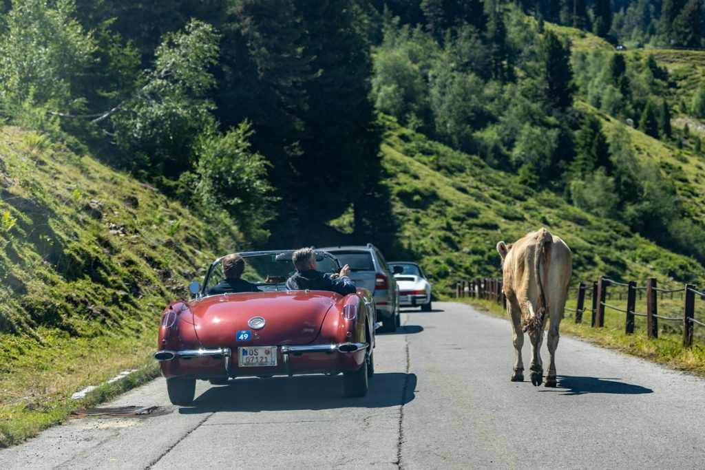 Eine rote Corvette C2, die neben einer Kuh herfährt.