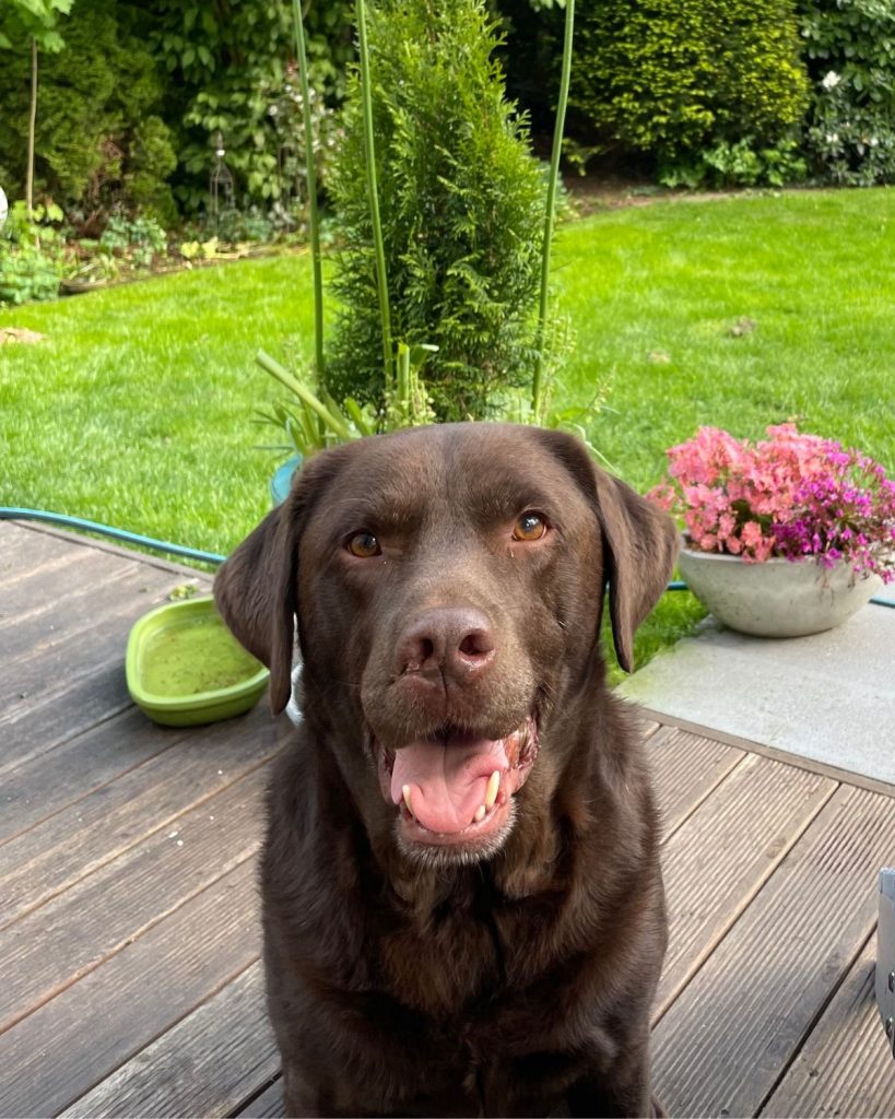 Der braune Labrador Joko blickt in die Kamera, während in Hintergrund ein grüner Garten mit Pflanzen, Sträuchern und Bäumen zu sehen ist